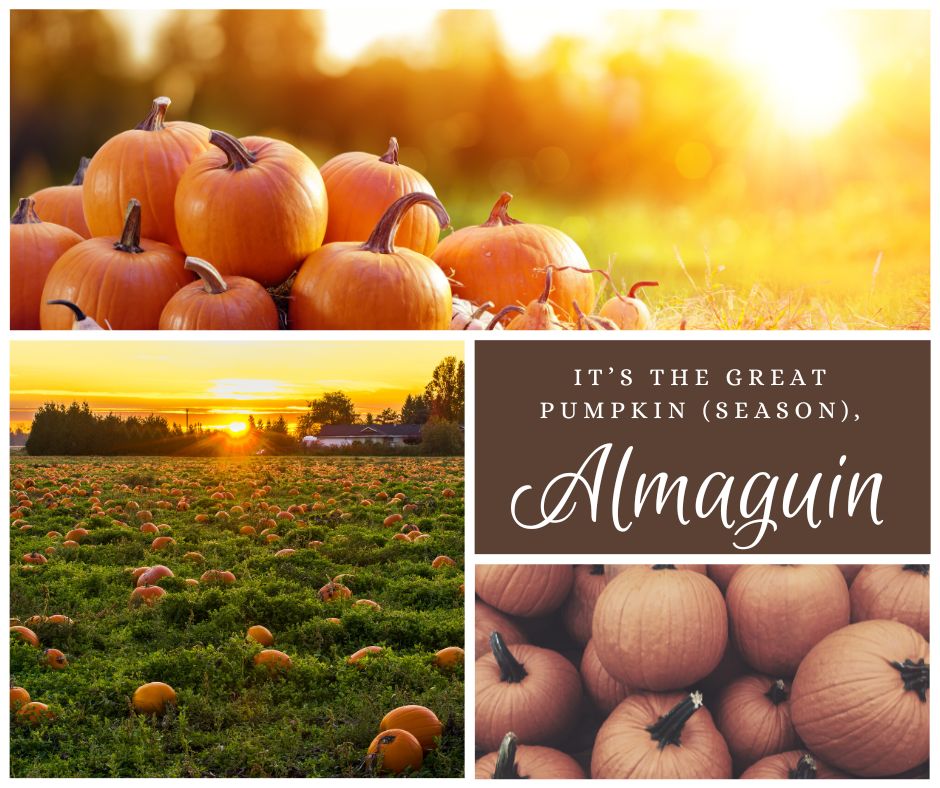 It’s the Great Pumpkin (Season), Almaguin!